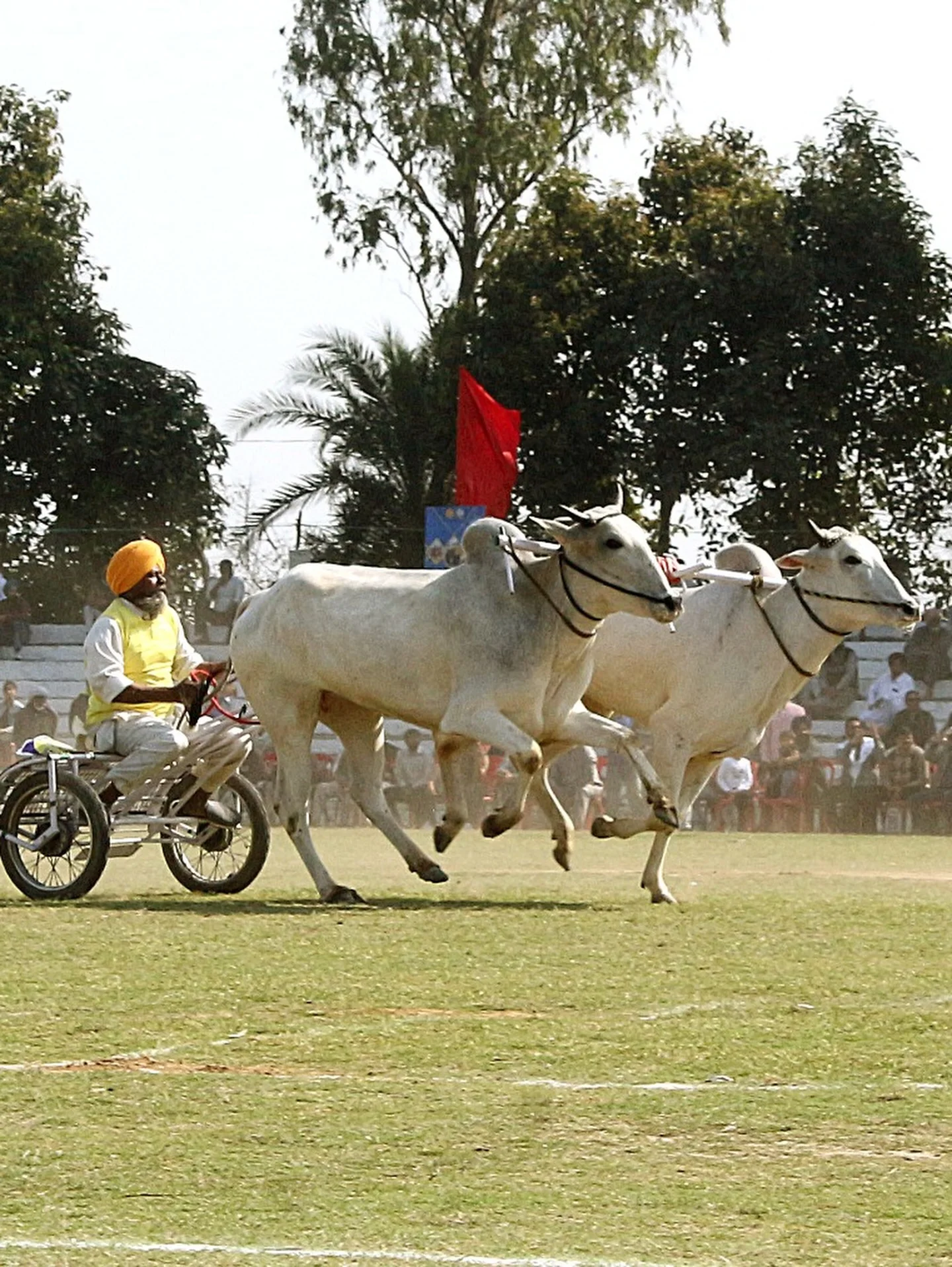 Photo by 1000 Things In Ludhiana on February 18, 2026. May be an image of riding on a horse, horse, grass, park and text.