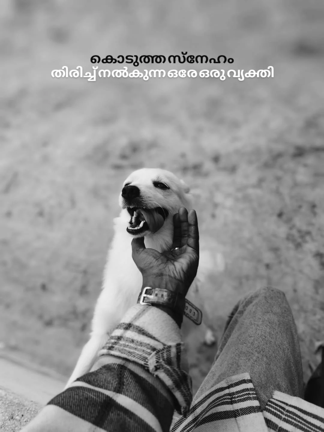 Photo by Vishnu 🤍 in Home♡ with @jyothika._______, and @njan_leoooo_. May be an image of collie, pie and text that says 'കൊടുത്ത സ്‌നേഹം തിരിച്ച്നൽകുന്ന തിരിച്ചനൽകുന്നഒരേഒരുവ്യക്ത് വ്യക്തി ഒരേ ഒരു'.