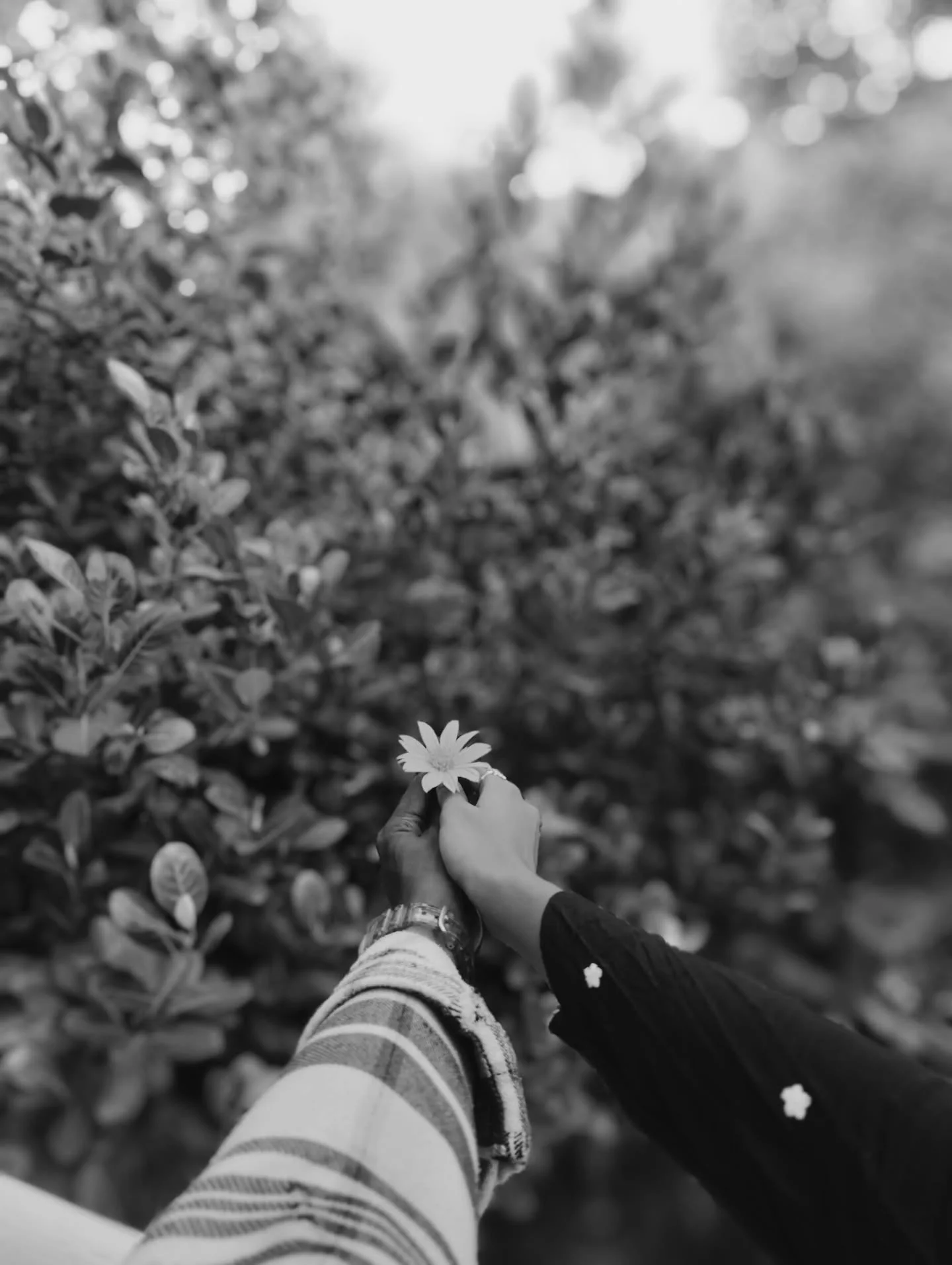 Photo by Jyothi🎀 on February 14, 2026. May be a black-and-white image of flower, outdoors and text.