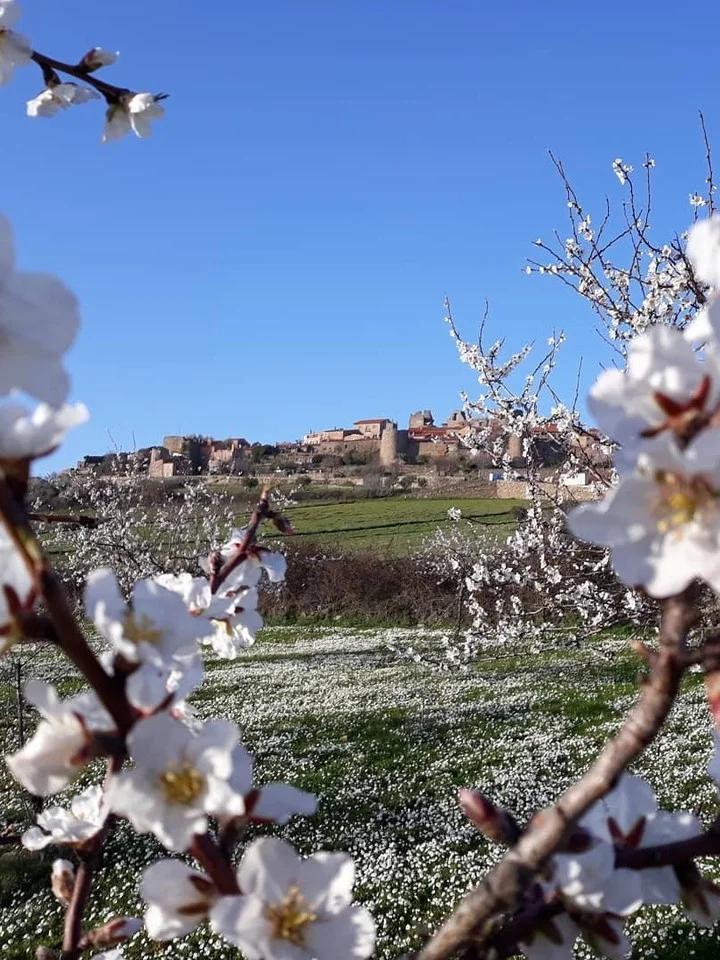 Photo shared by Aldeias Históricas de Portugal on February 15, 2026 tagging @cisterna.guesthouse, and @municipio_fig_castelo_rodrigo. May be an image of flower, stone-fruit tree and text.