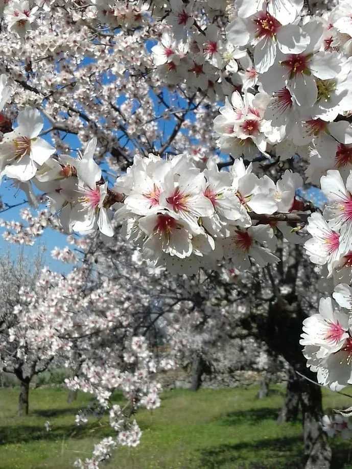 Photo by Aldeias Históricas de Portugal on February 15, 2026. May be an image of stone-fruit tree and text.