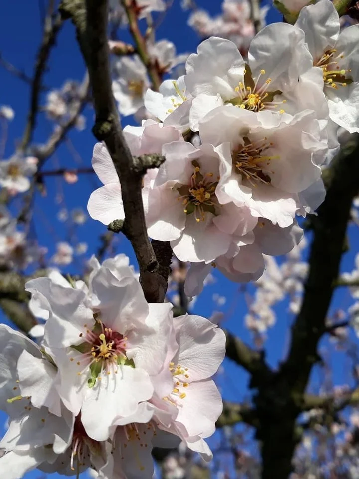 Photo by Aldeias Históricas de Portugal on February 15, 2026. May be an image of stone-fruit tree and text.