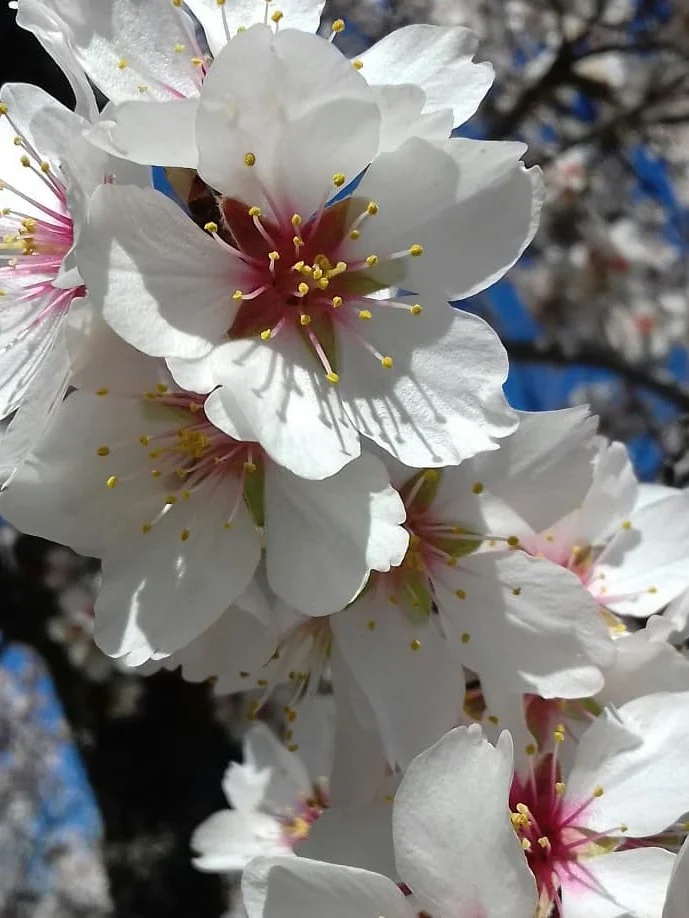 Photo by Aldeias Históricas de Portugal on February 15, 2026. May be an image of stone-fruit tree, flower and text.