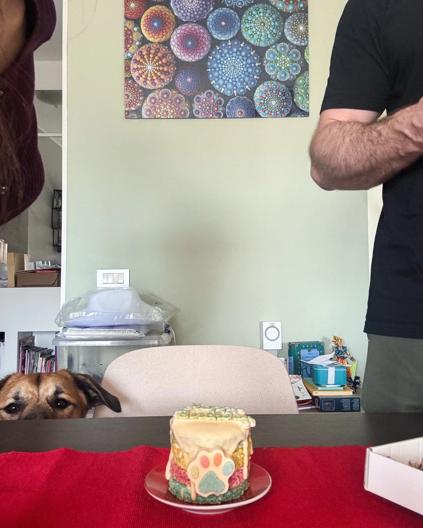 Photo shared by Ambra Pazzani on March 22, 2026 tagging @zampaliziosa. May be an image of Norwich terrier, collie, chihuahua and text.