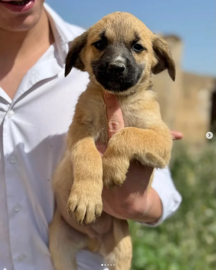 Photo shared by Ambra Pazzani on March 22, 2026 tagging @ilrifugiodivittoriorusso. May be an image of mastiff, collie and text.