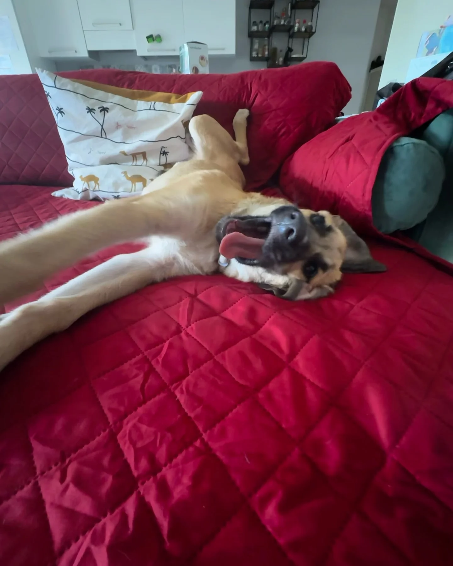 Photo by Ambra Pazzani on March 22, 2026. May be an image of collie, mastiff, beanbag chair and text.